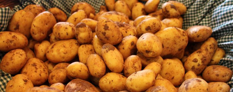 Kartoffeln vom Loosenhof sind ein Genuss